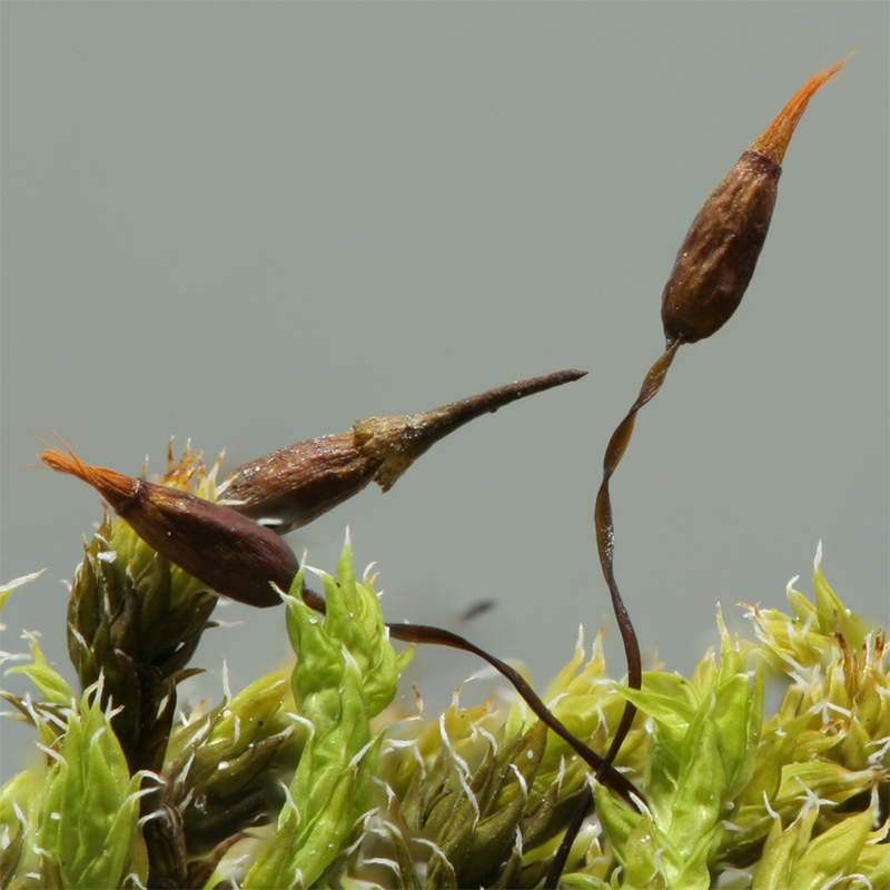 Racomitrium canescens subsp. canescens
